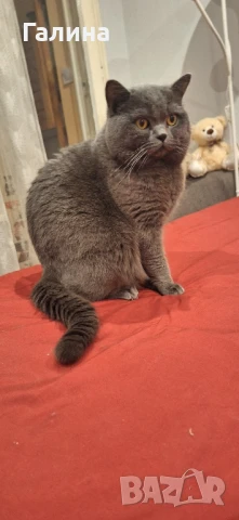 Мъжки британец си търси булка 