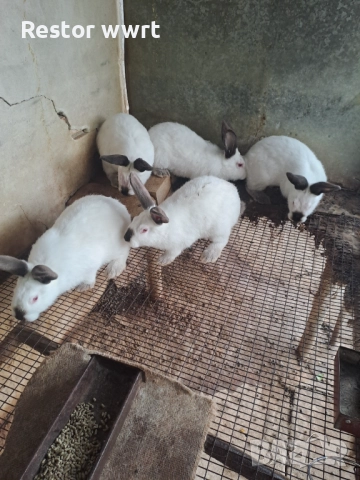 Зайци Калифорниец, снимка 2 - Други - 52662124