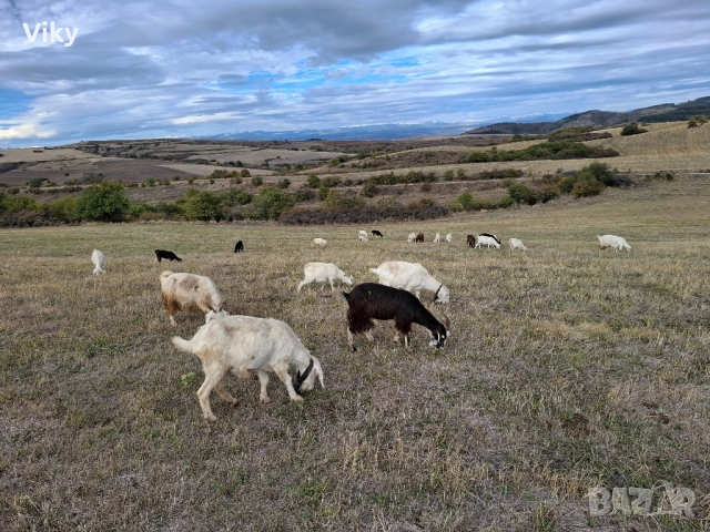 ярета на свободна паша, снимка 4 - Кози - 51962195