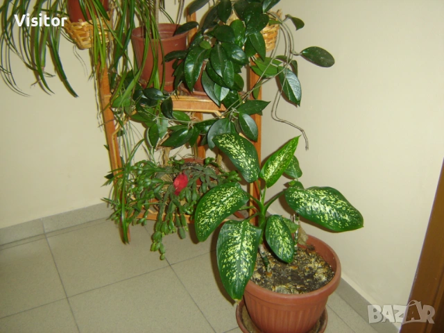 Sony Cyber-shot DSC-P73, снимка 14 - Фотоапарати - 54222919