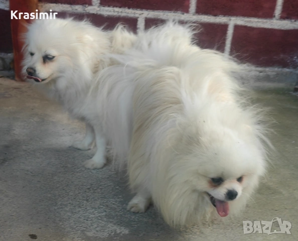 Померанчета, снимка 5 - Померан - 53698749