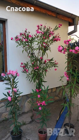 Зокум - различни цветове и размери /лян, олеандър/, снимка 15 - Градински цветя и растения - 10969183