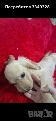 кокер шпаньоли, снимка 6 - Кокер шпаньол - 54056836