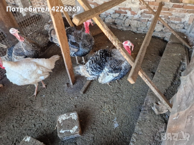 Мисирки пуйки и кокошки