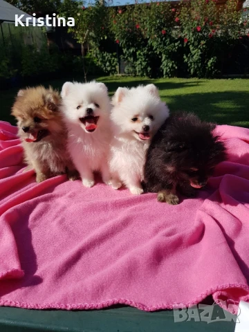 Померан померанчета свободни!