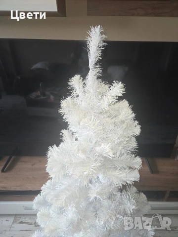 Елха бяла 150 см.
