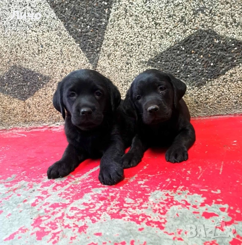 продавам лабрадори , снимка 6 - Лабрадор ретривър - 52679730