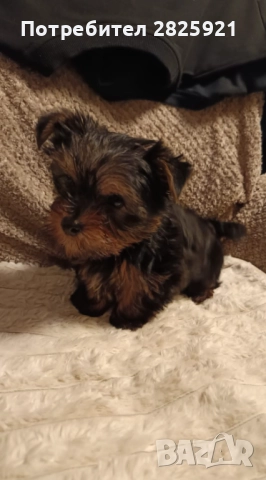 Йорки бебе, снимка 6 - Йоркширски териер - 52694965