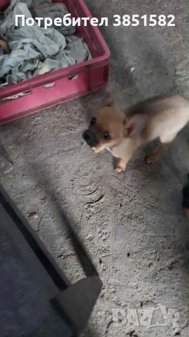 Чихо-пинчер, снимка 7 - Пинчер - 53187817