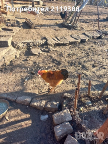 1 бр Ню Хемпшир на 7 м, снимка 5 - Кокошки и пуйки - 52773629