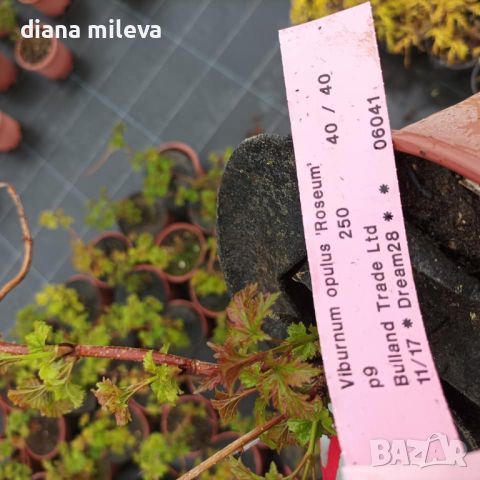 Калина, Картоп, Viburnum opulus ‘Roseum’, снимка 6 - Градински цветя и растения - 44405271