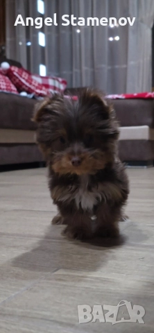 Йорки бивер мини шоколадово момченце!, снимка 5 - Йоркширски териер - 52827229