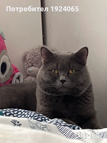 Британец за потомство