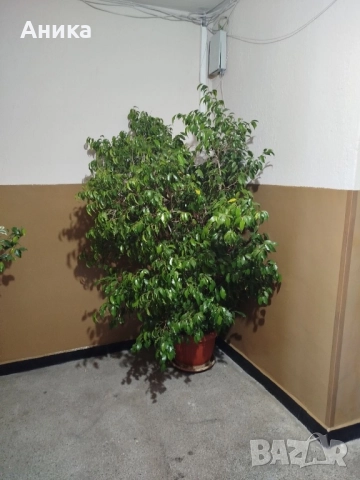 Цвете Бенджамин, снимка 2 - Стайни растения - 52389437