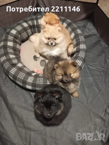 померанчета, снимка 6 - Померан - 53952195