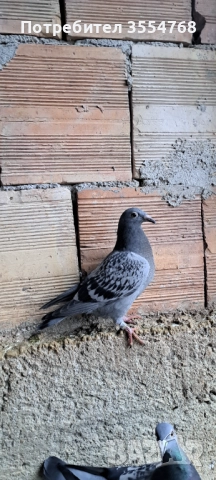 Продавам спортни гълъби , снимка 3 - Гълъби - 52929342
