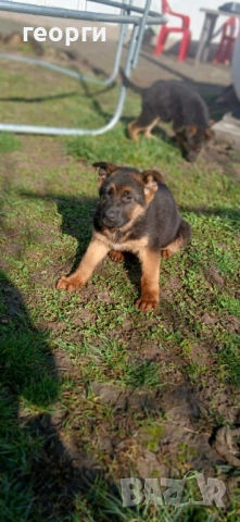 Малки Немски Овчарки, снимка 5 - Немска овчарка - 52824581