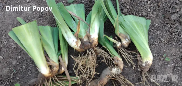 Перуника -Ирис, снимка 4 - Градински цветя и растения - 50190666