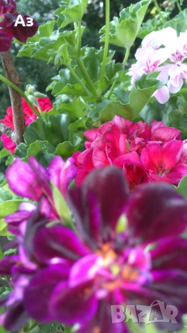 Продавам разсад - висящи мушката; микс цветове, снимка 13 - Стайни растения - 52958131