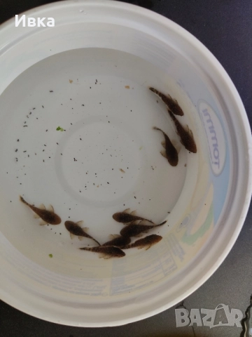 Продавам Сомчета Анцитруси, снимка 2 - Рибки - 51596587