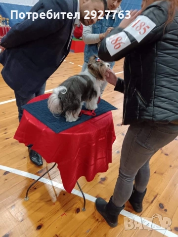 Йоркширски териер бивер, снимка 8 - Йоркширски териер - 53721743