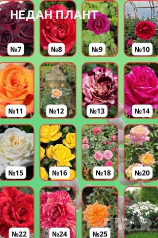 Рози - Храстовидни и Влачещи , снимка 2 - Градински цветя и растения - 54073945