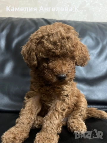 Той пудел момче