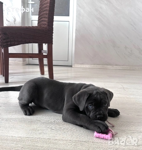 Продавам Кане Корсо, снимка 3 - Кане корсо - 54154666