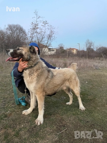 САО Алабай малки, снимка 8 - Алабай - 52842122