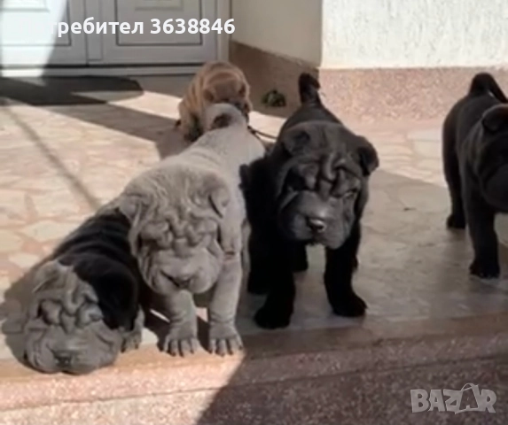 Шар-пей , снимка 4 - Шар пей - 51899179