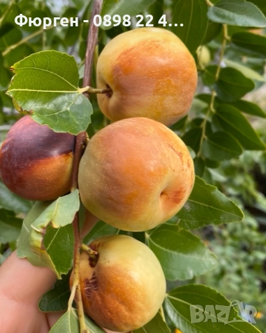 Хинап - Финап, снимка 2 - Разсади - 37713586