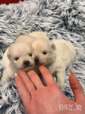 Померани, снимка 5 - Померан - 53515139