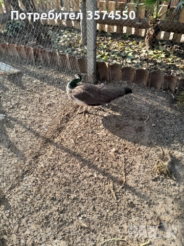 Продавам  женски пауни