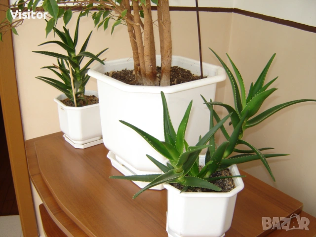 SONY DSC - S80, снимка 12 - Фотоапарати - 54135688