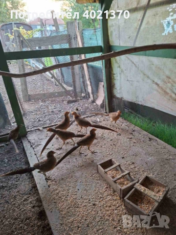 Фазани , снимка 4 - други­ - 52324349