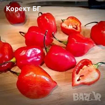 Чушка и семе от най-лютите сорт чушки в СВЕТА! Каролина Рийпър, Червено Хабанеро, Халапеньо , снимка 8 - Разсади - 49863001