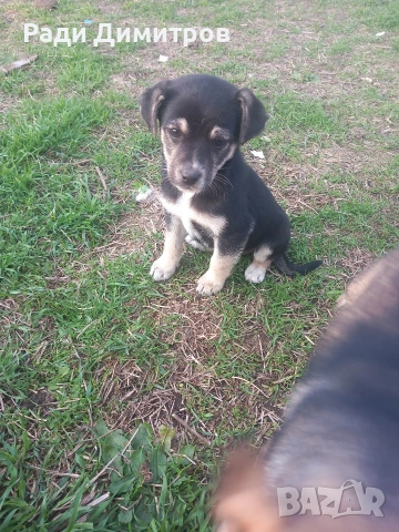 ПОДАРЯВАМ КУЧЕНЦА, снимка 2 - Други - 54158083