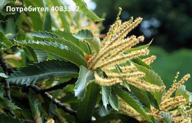 Ядлив Сладък Кестен