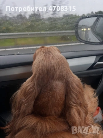 Кокер шпаньол  английски момче, снимка 9 - Кокер шпаньол - 53679523