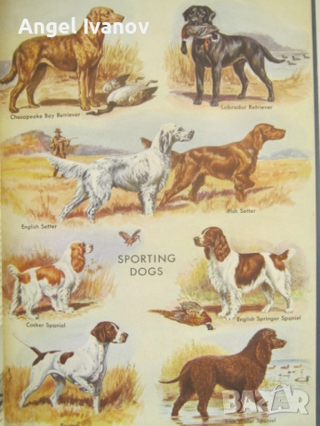 Американска енциклопеция от 1950 година, снимка 8 - Енциклопедии, справочници - 52772527