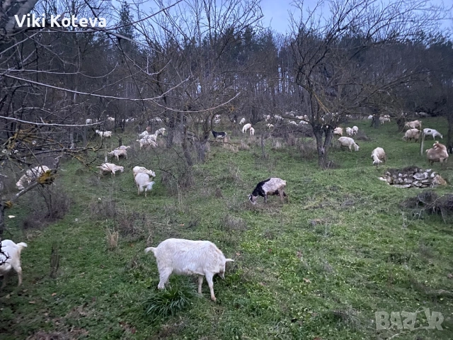 Продавам кози ББМ, снимка 2 - Кози - 53674322