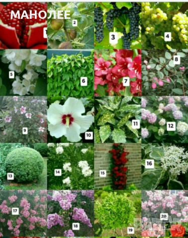 50 РЕЗНИКА В ЕДИН ПАКЕТ /видове по избор/ ЗА 20 ЛВ.