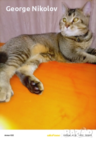  Британец златна чинчила  за разплод , снимка 5 - Британска късокосместа - 52175425