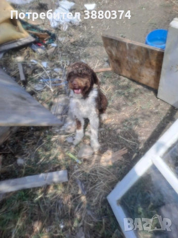 Продавам габарско куче порода Лаго мъжко на 1 година , снимка 1