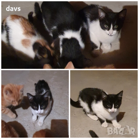 Малки котета – различни шарки, снимка 6 - Други - 51941131
