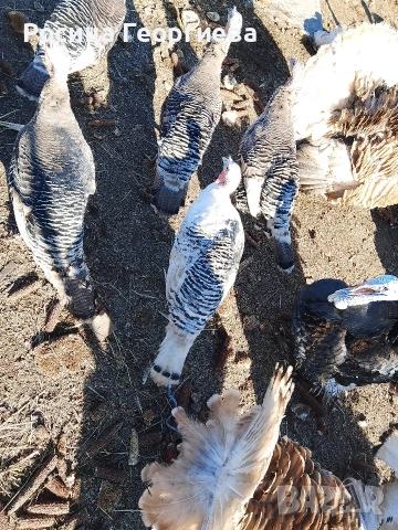 Продаваш домашни фитки за колене и дамазлък женски и мъжки