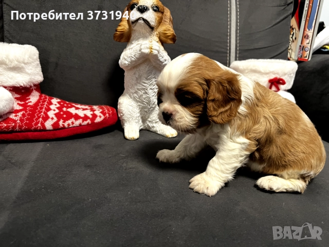 Кавалер кинг чарлз шпаньол, снимка 4 - Кавалер кинг чарлз шпаньол - 52532204