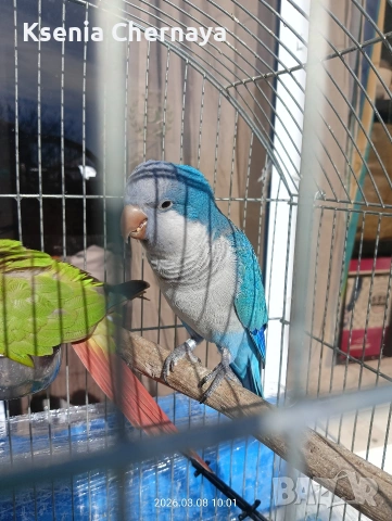 продам папагал монах( Калита)