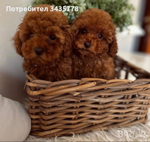 пудел той/poodle toy/, снимка 3 - Пудели - 49124306