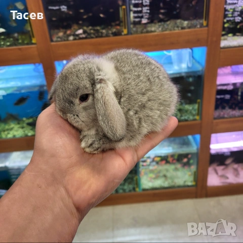 Декоративни зайчета